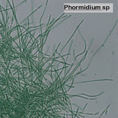 Phormidium sp