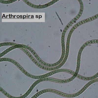 Arthrospira sp