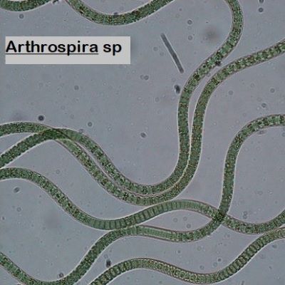 Arthrospira sp