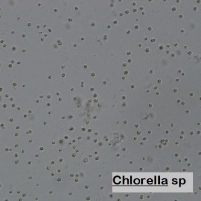Chlorella sp