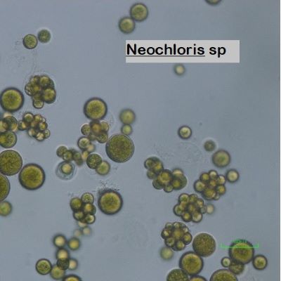 "Neochloris