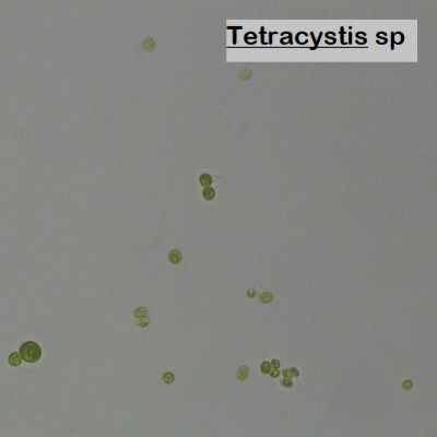 Tetracystis sp