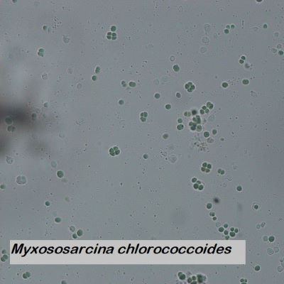 Myxososarcina chlorococcoides